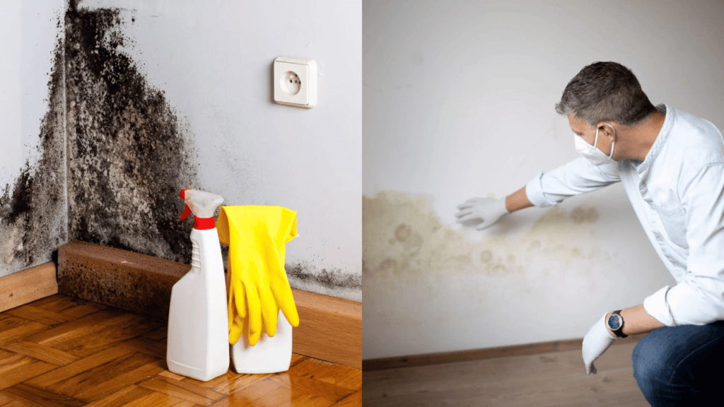 Best Treatment for Mould on Walls